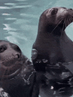 seal-kiss-seal-mwah.gif.b12ae147af3134ed335b8a6bc4feb57b.gif